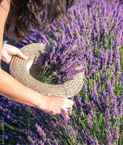 Lavender Flowers 💜
